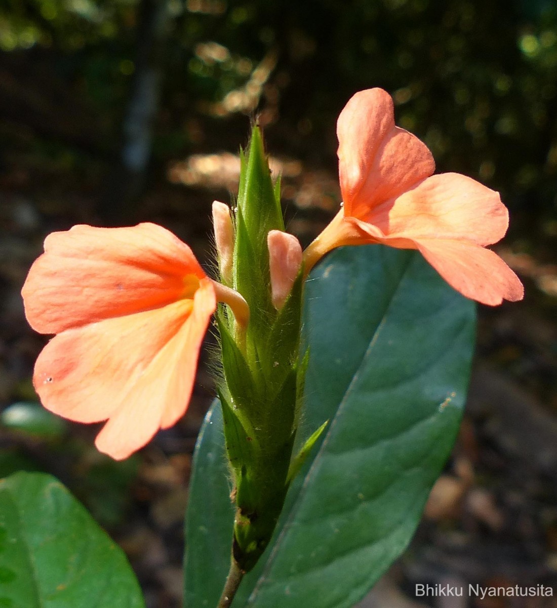 Crossandra infundibuliformis subsp. arida L.H.Cramer